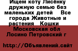 Ищем коту Лисёнку дружную семью без маленьких детей  - Все города Животные и растения » Кошки   . Московская обл.,Лосино-Петровский г.